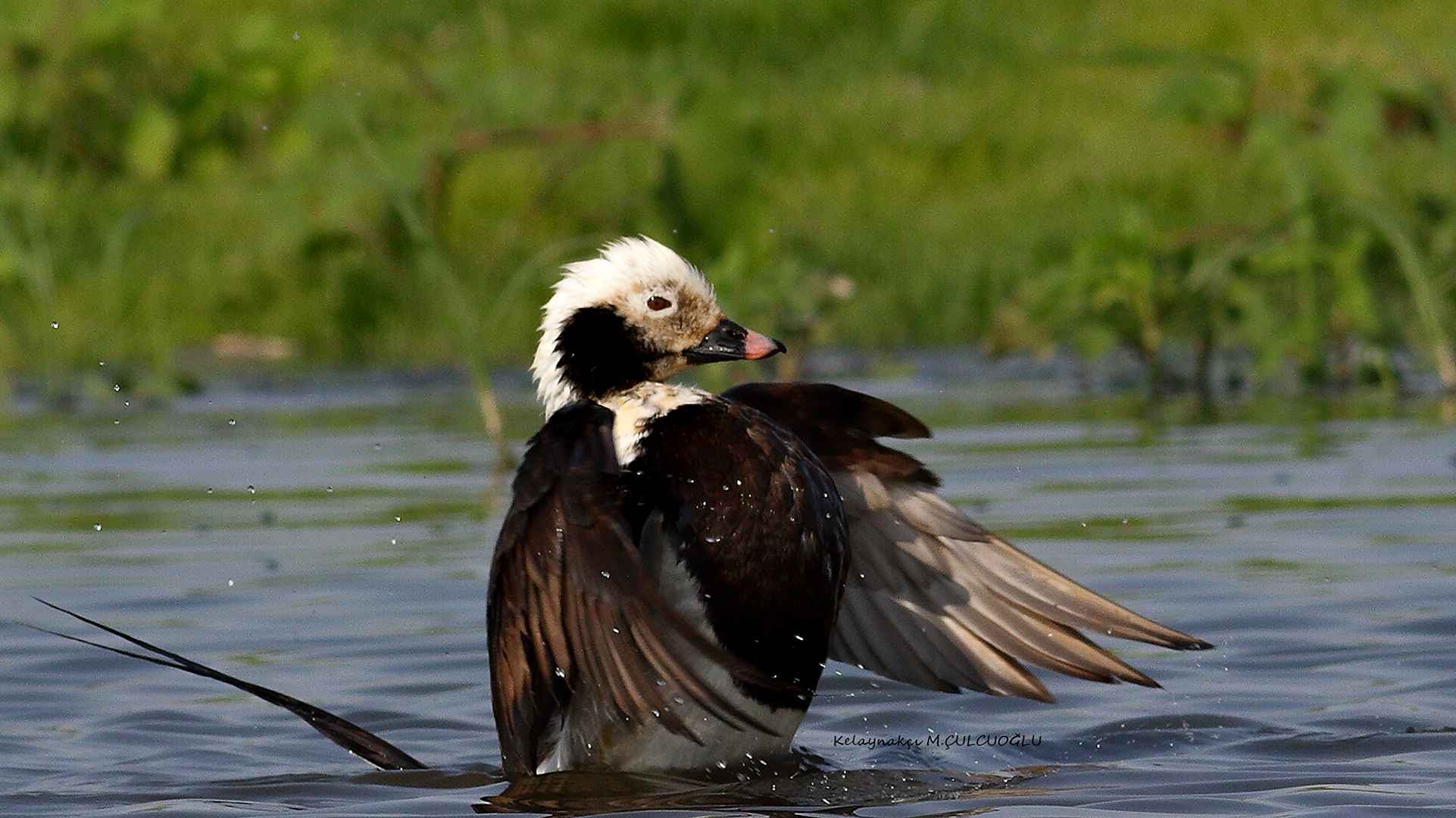 Long-tailed Duck